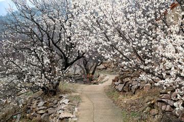 山东青岛城阳棉花村春色