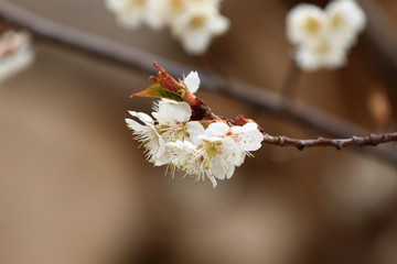 山东青岛城阳棉花村春色