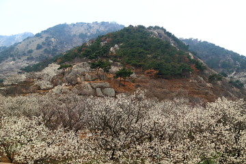 山东青岛城阳棉花村春色