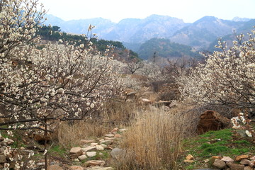 山东青岛城阳棉花村春色