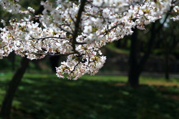 山东青岛市南中山公园樱花