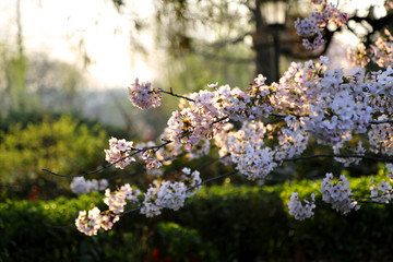 山东青岛市南中山公园樱花