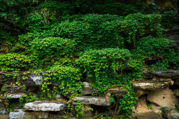 绿植墙爬山虎