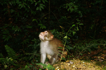 野生猴