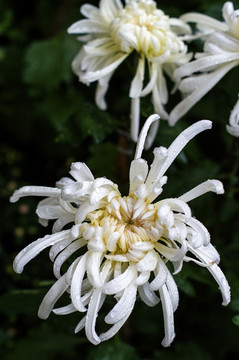 菊花