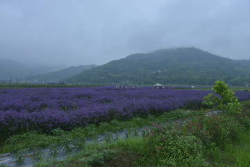 苍南观美薰衣草马鞭草基地