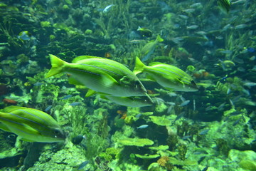 香港海洋游乐园海洋生物