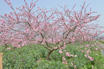 三月桃花开满园