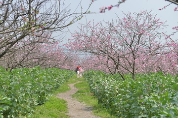 三月桃花开花海