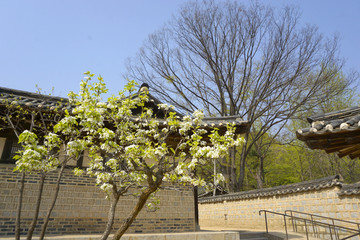 韩国龙驹衙门樱花春暖花开