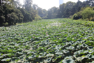 南京荷花池