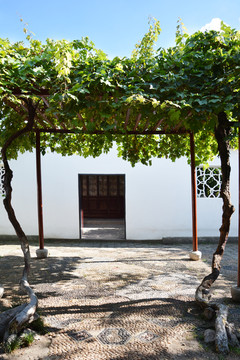 古庭院葡萄架