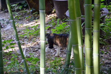 竹林猫咪