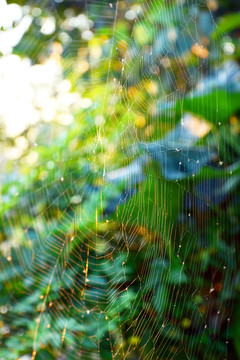 晨光与蜘蛛网