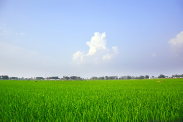 天空与水稻田