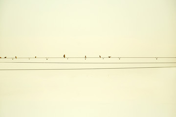 电线与小鸟