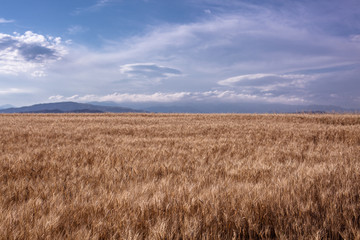 麦田