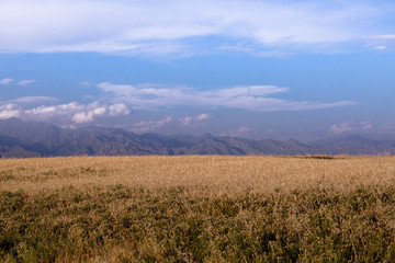 麦田