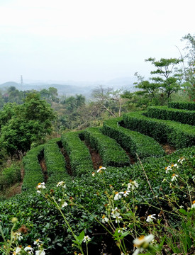 茶园3