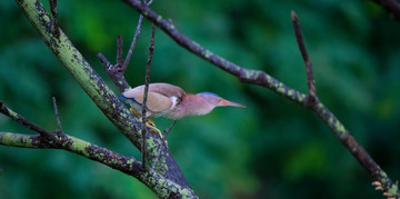 黄苇鳽雏