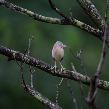 黄苇鳽