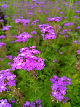 紫色柳叶马鞭草花