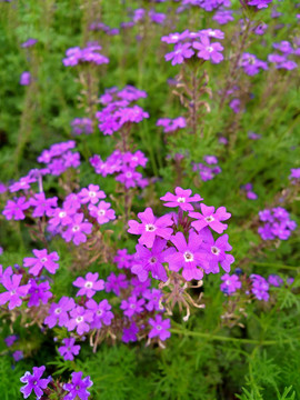 柳叶马鞭草紫色花