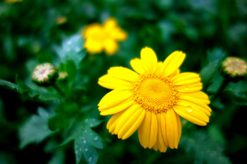 黄色菊花茼蒿花
