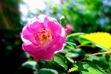 粉色野蔷薇花