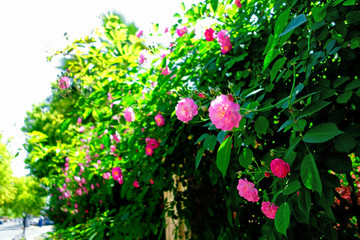 花篱上的粉色野蔷薇花
