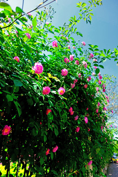 篱笆上的粉色蔷薇花