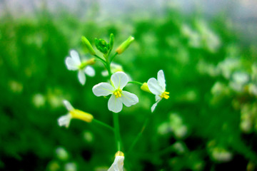 白色萝卜花