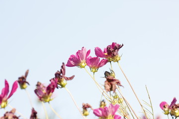 灿烂的格桑花