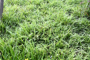 草地草坪绿草坪