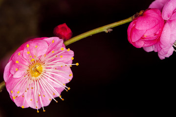 红梅花