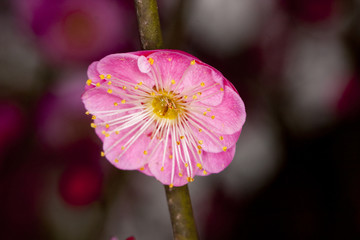 红梅花