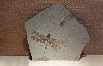 多室中国蜓化石标本