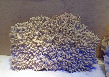 扇面珊瑚