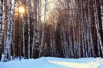 午后冬天冰天雪地雪景白桦林
