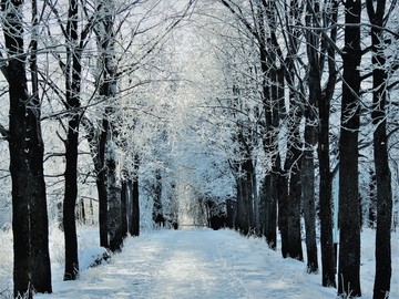 冬天冰天雪地雪景树挂雾凇道路