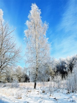 北方冬天冰天雪地雪景桦树挂雾凇