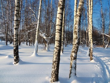 北国冬天冰天雪地雪景白桦树林