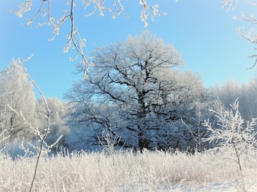 北方冬天雪地雪景树挂雾凇