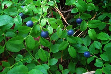 野生蓝莓浆果