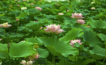 荷花