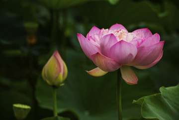 荷花