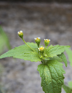 牛膝菊