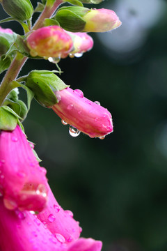雨后花朵