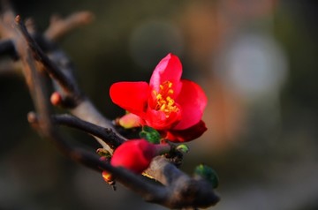 花草素材