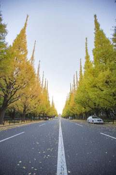 道路银杏树